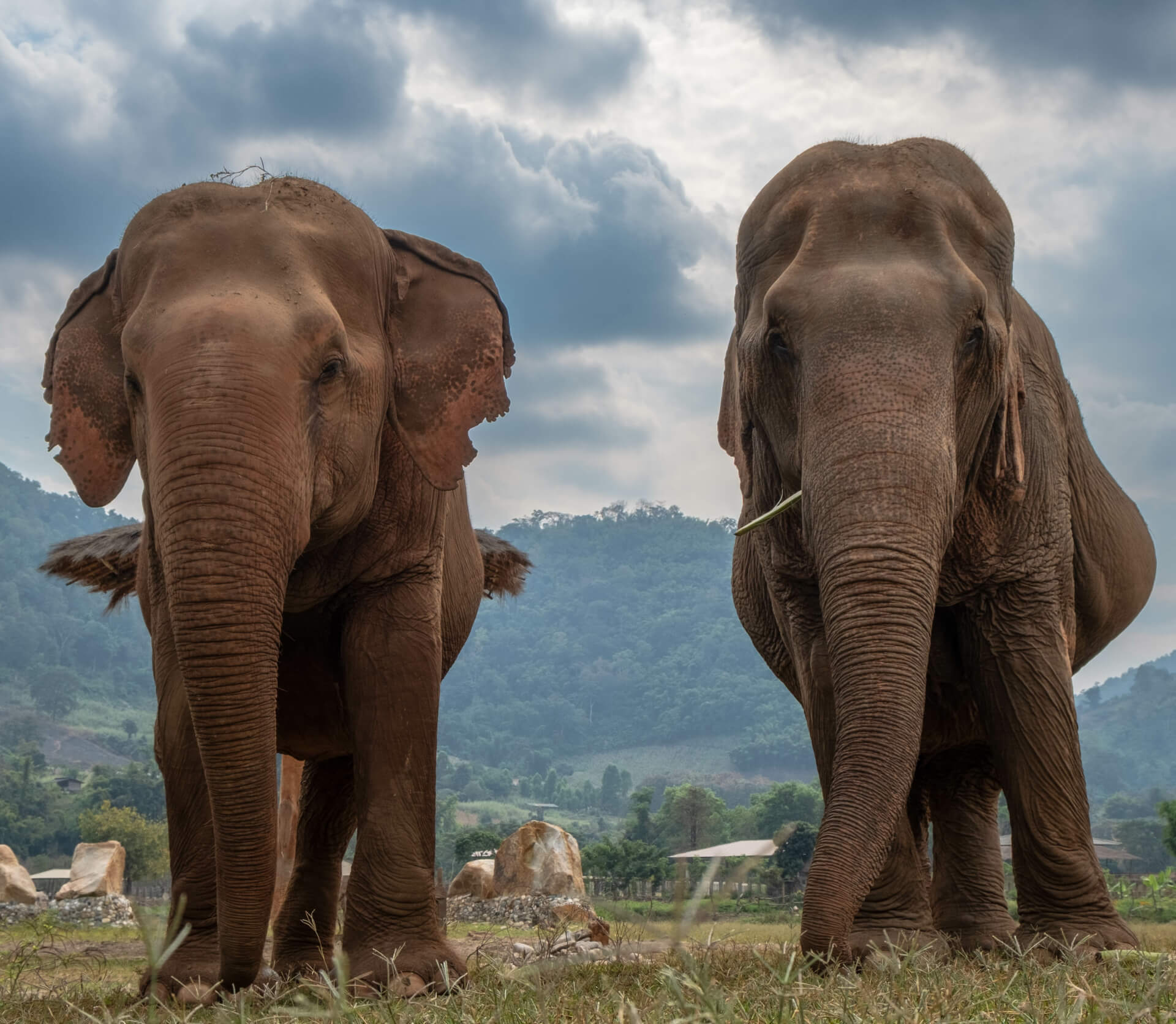 Elephant Nature Park